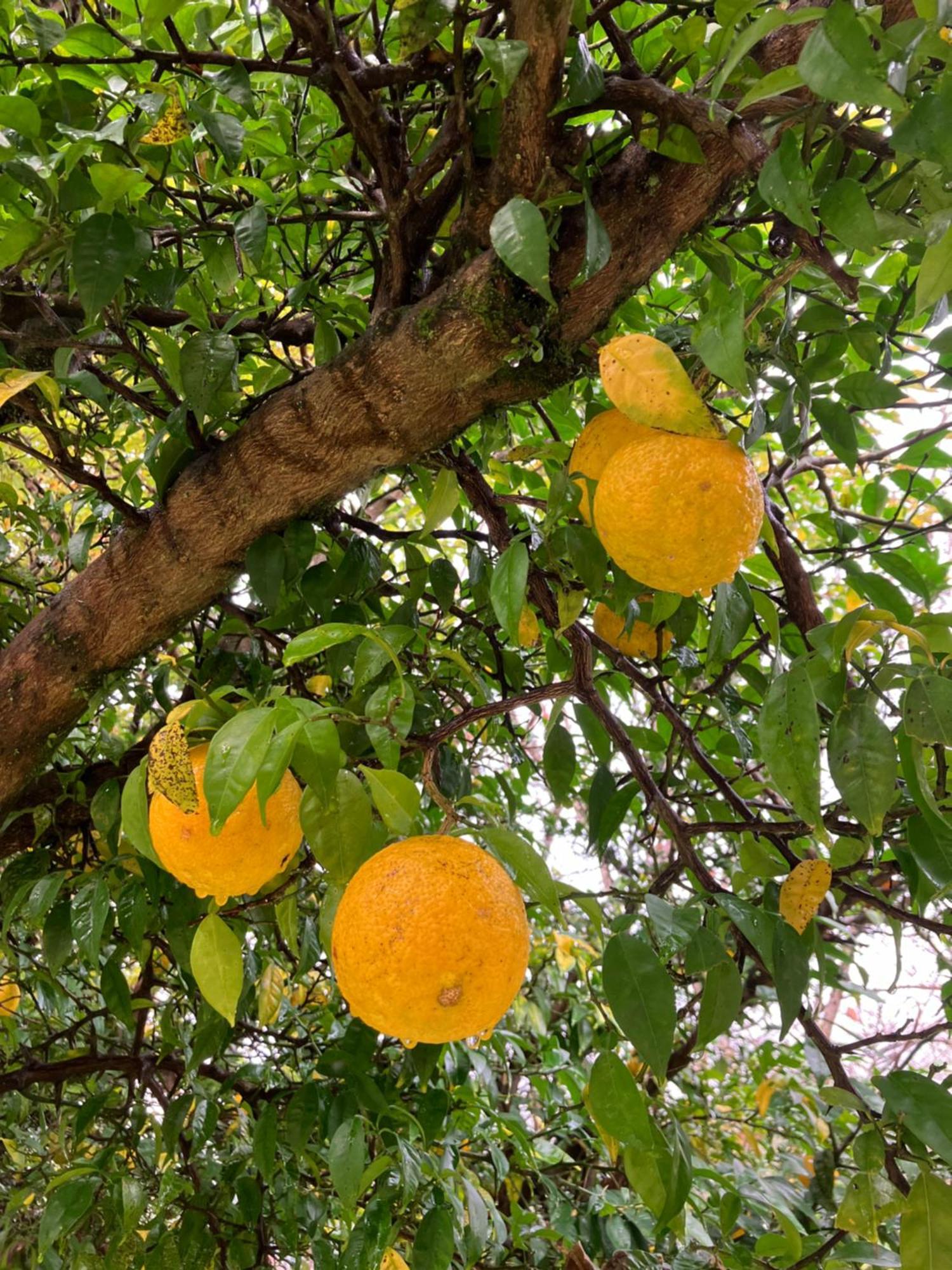 Otsu Nature Garden Akiruno Zewnętrze zdjęcie